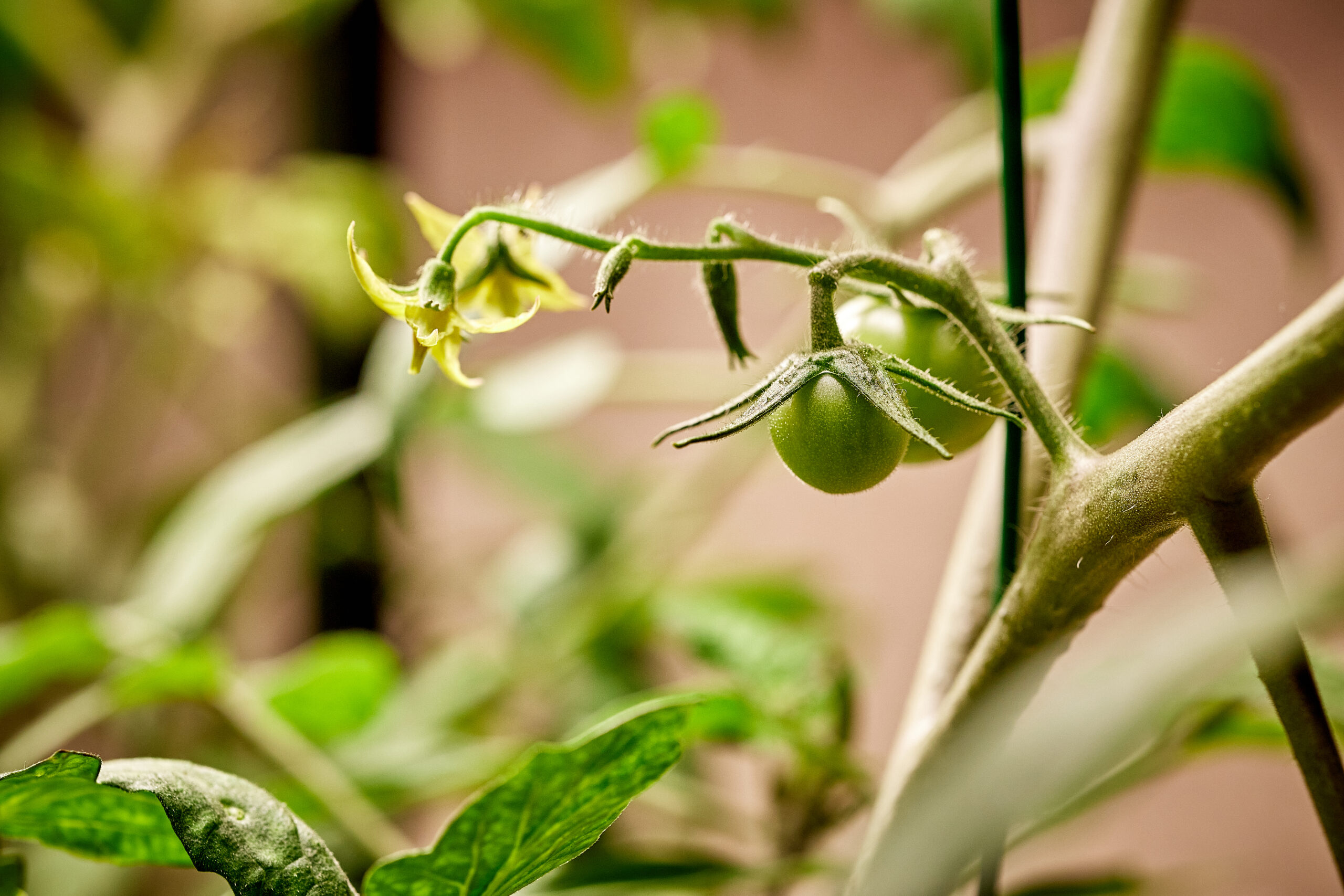 Courtesy of Vertical Farm Italia