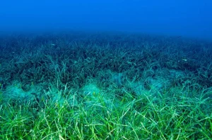 L'ibuprofene è un pericolo per il mare?