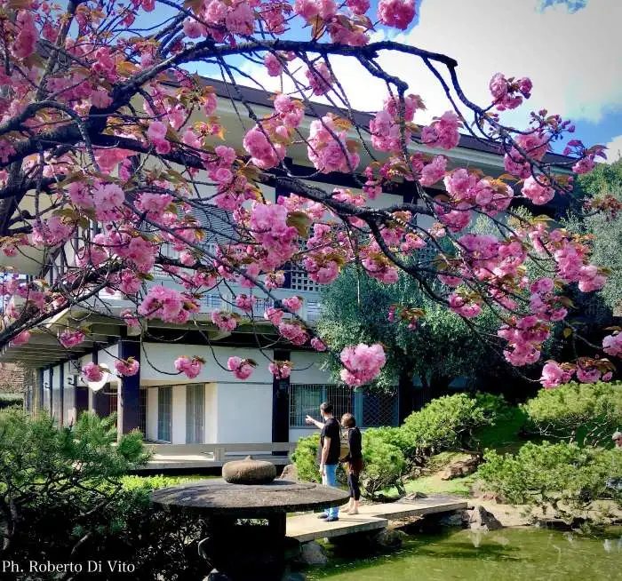 Istituto di Cultura Giapponese a Roma, la fioritura dei ciliegi nel giardino