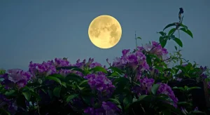 Giardinaggio lunare: coltivare in armonia con le fasi della Luna
