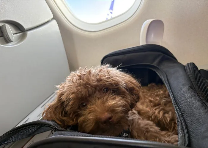 ITA Airways animali a bordo Cane in una borsa viaggio in un aereo