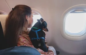 Ita Airways: in cabina anche pet di grossa taglia