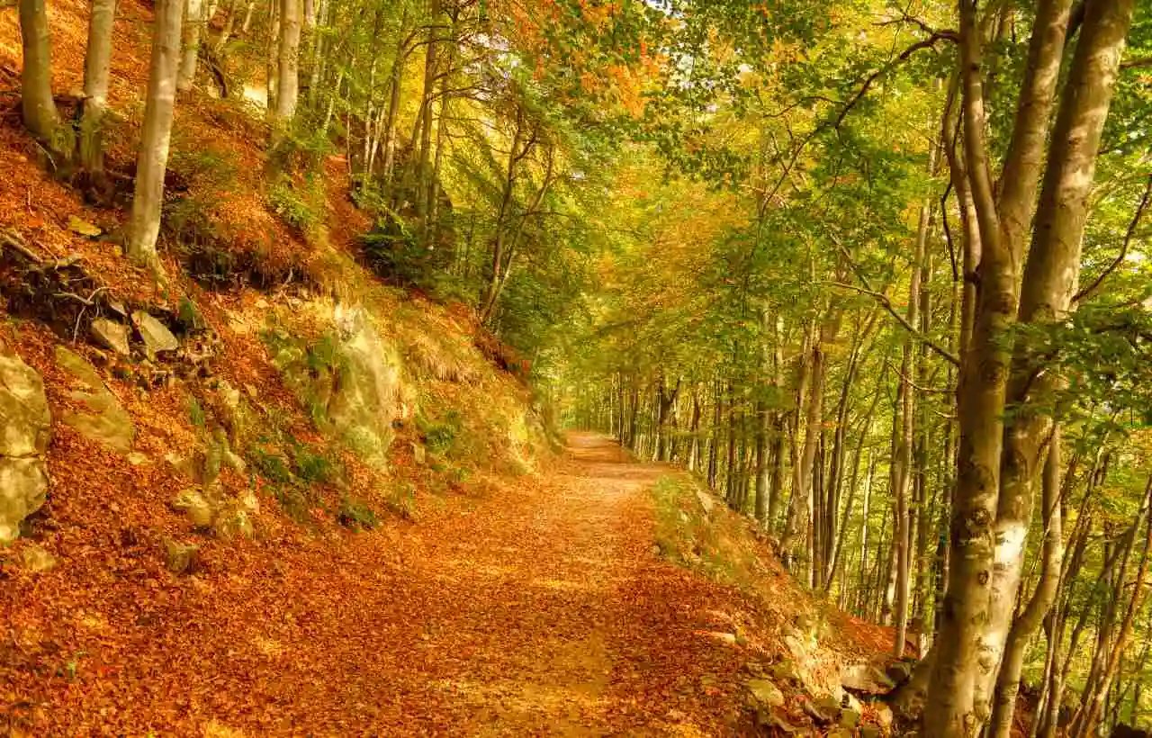 Foliage in autunno