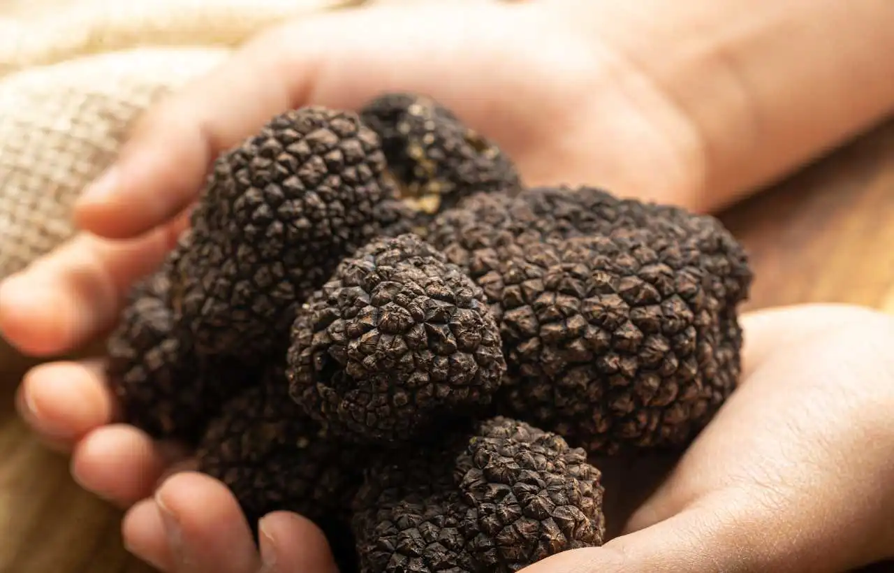 Tartufo nero
