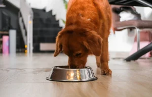 Voucher 500 euro cani e gatti adottati a Roma, requisiti e scadenza
