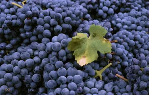 Sagre Piemonte gennaio 2026, gli eventi in programma