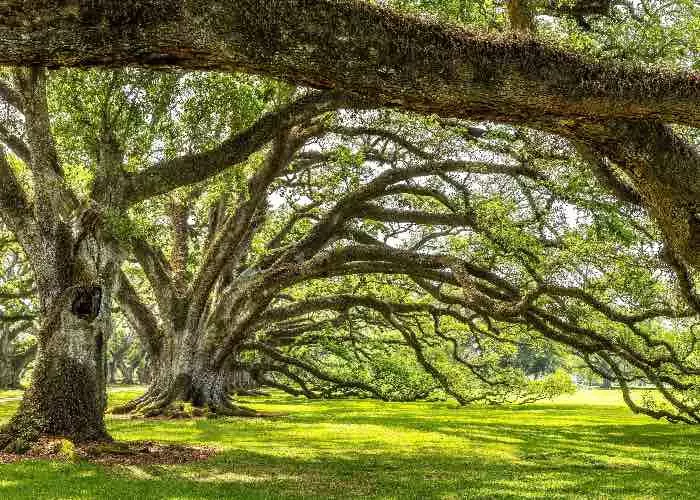 Oak Trees Louisiana