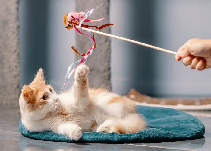 Cat teaser, un divertente gioco per gatti