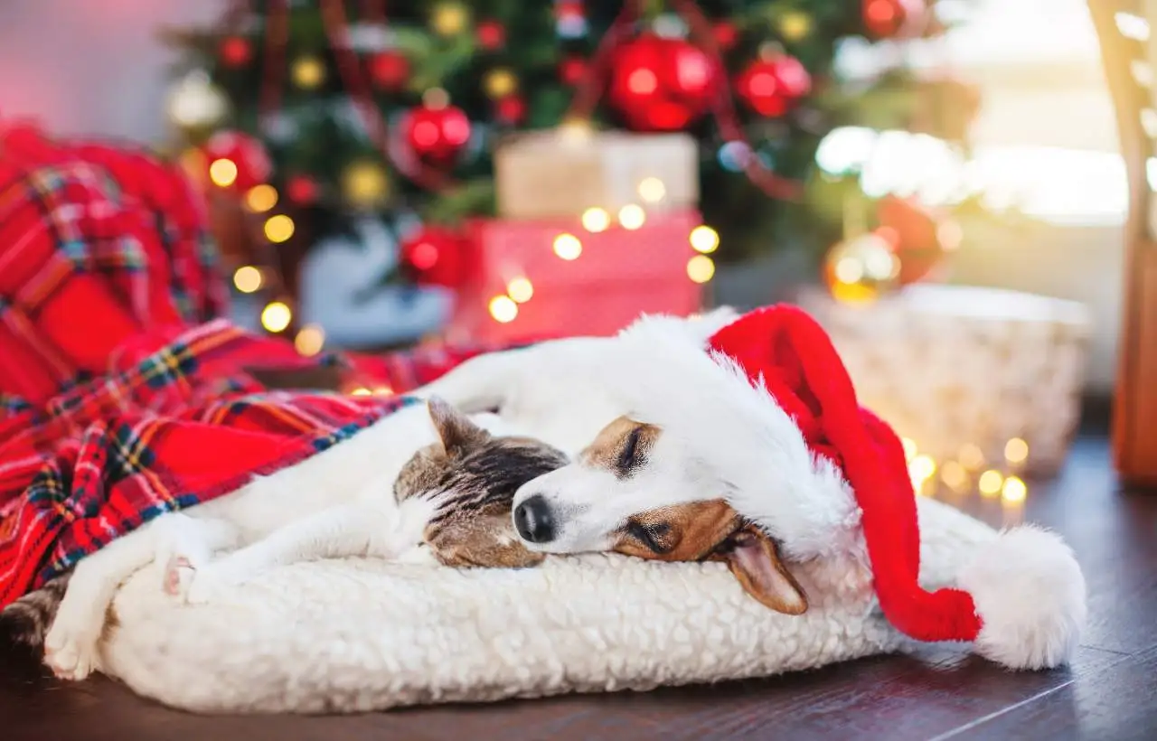 I regali di Natale pet sono sempre più in voga