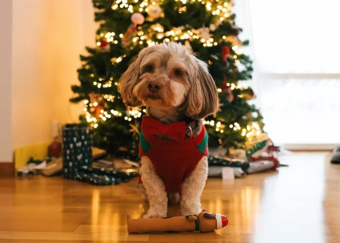 Un cane con abiti natalizi