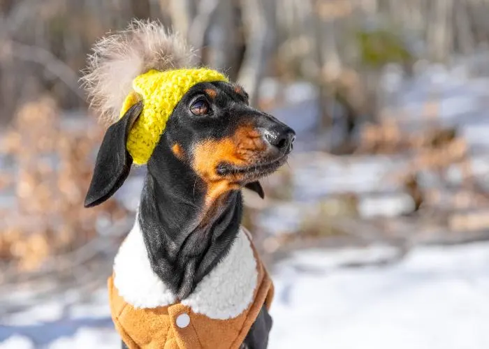 Un grazioso bassotto che indossa un cappellino scaldatesta